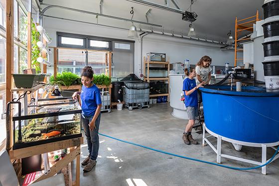 Photo of Chatham University sustainability students working in the aqua文化 lab at Eden Hall Farm, 监测大小鱼缸里的鱼. 